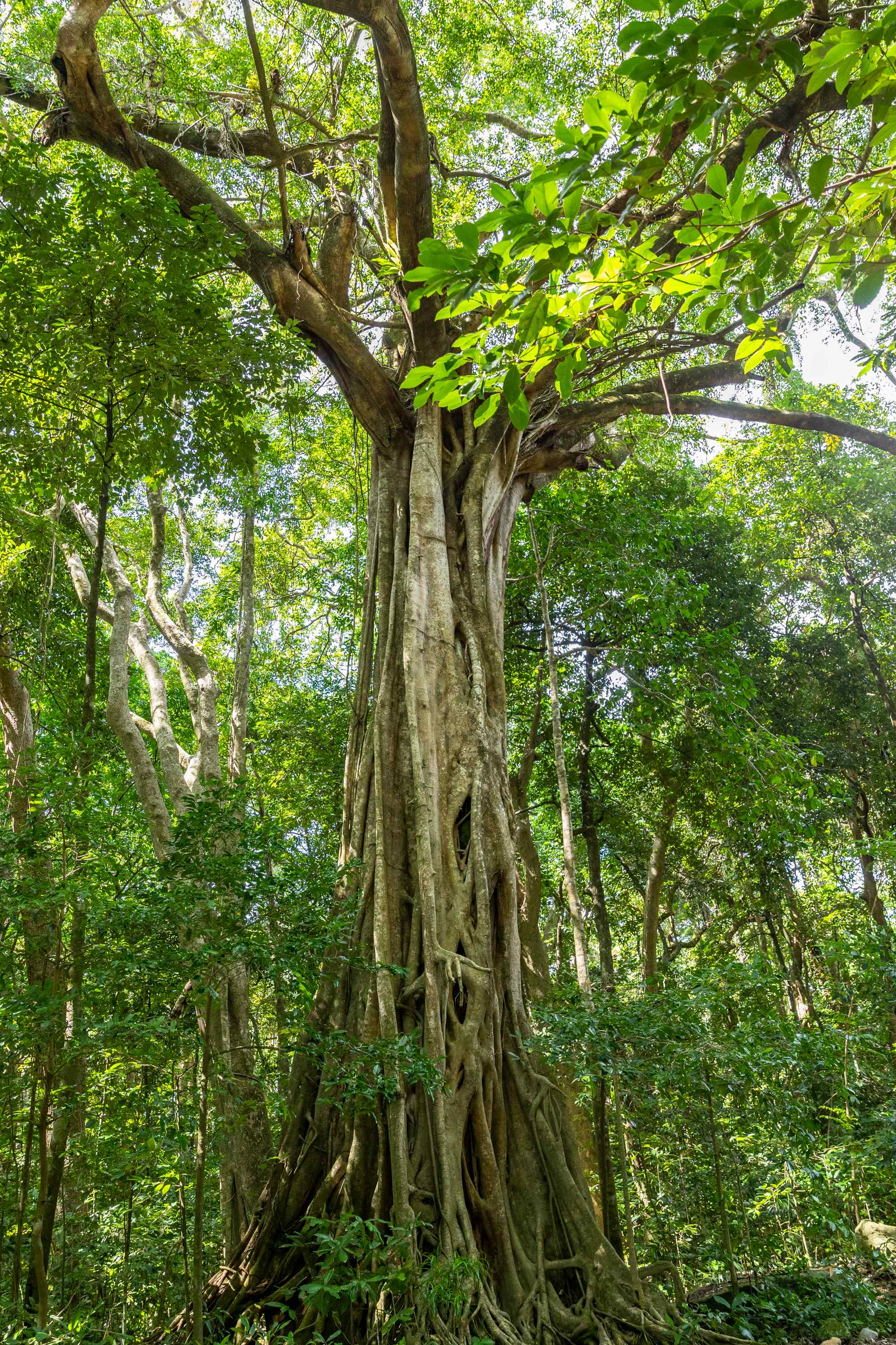 Half day Daintree tour 4wd Daintree rainforest trip